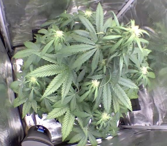 sticky Broccoli Auto Eternity Grow 2026. Week 7