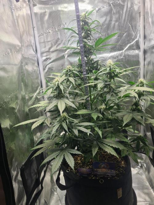 sticky Broccoli Auto Eternity Grow 2026. Week 7