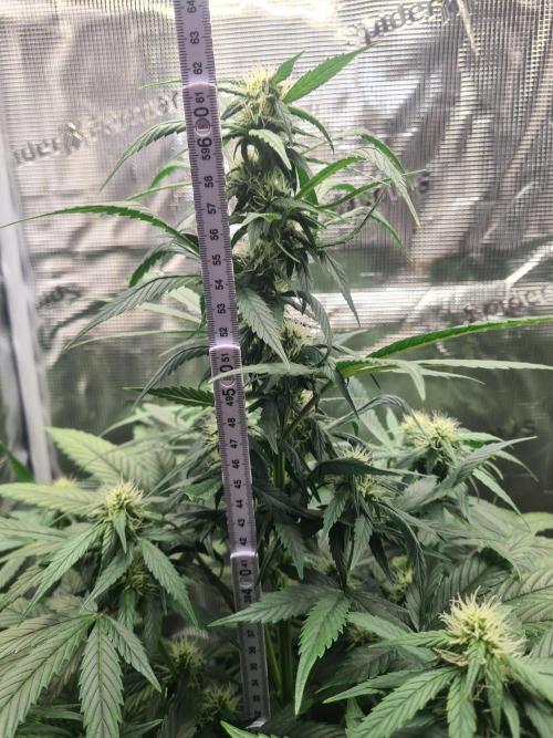 sticky Broccoli Auto Eternity Grow 2026. Week 7