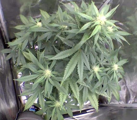 sticky Broccoli Auto Eternity Grow 2026. Week 7