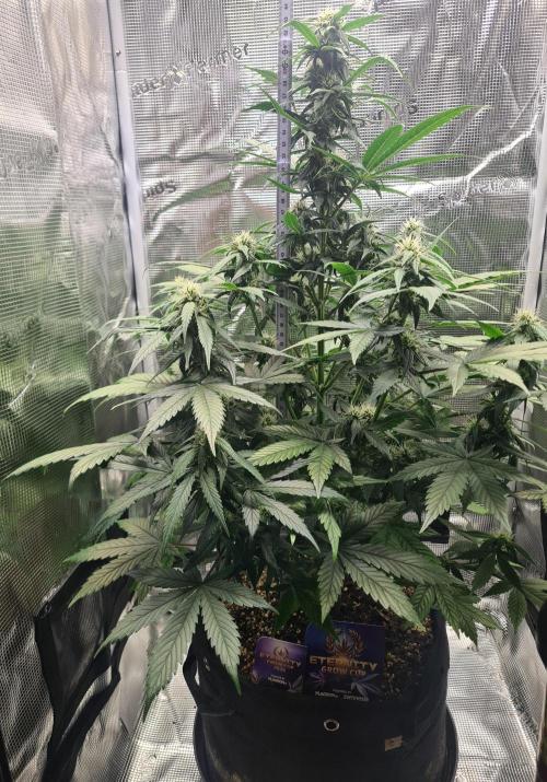 sticky Broccoli Auto Eternity Grow 2026. Week 7