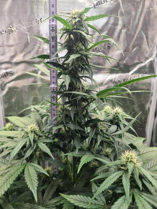 sticky Broccoli Auto Eternity Grow 2026. Week 7