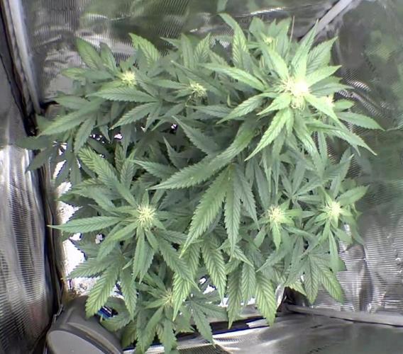 sticky Broccoli Auto Eternity Grow 2026. Week 7