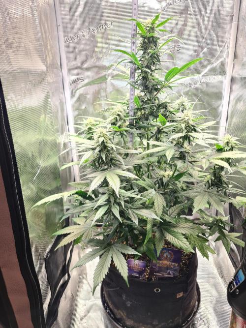 sticky Broccoli Auto Eternity Grow 2026. Week 8 - Defoliated for reduced Evaporation.