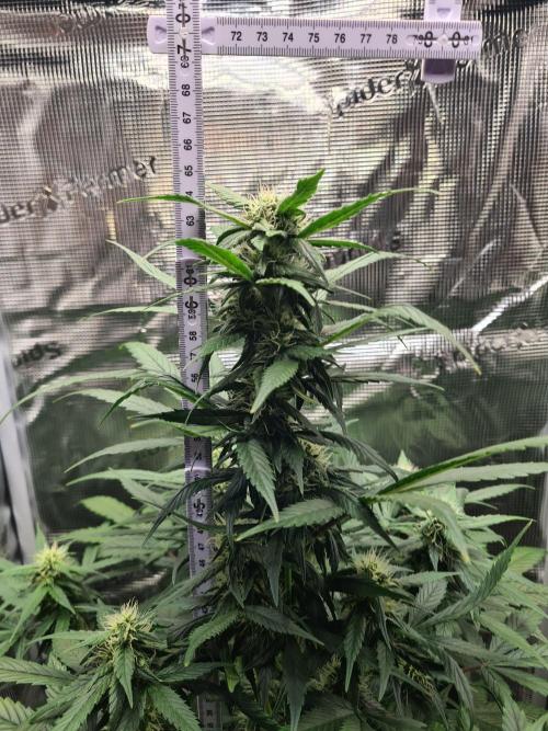 sticky Broccoli Auto Eternity Grow 2026. Week 8