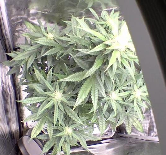 sticky Broccoli Auto Eternity Grow 2026. Week 8 - Reduced Lamp Distance and dimmed the Light for reduced Temperature.
