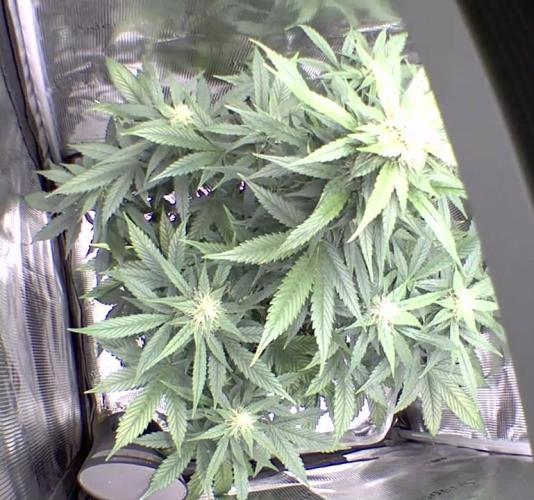 sticky Broccoli Auto Eternity Grow 2026. Week 8 - She seems to take it well.
