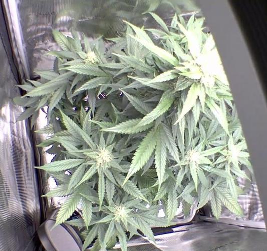 sticky Broccoli Auto Eternity Grow 2026. Week 8 - No signs of too litle Water. Tomorrow she will finaly get watered.