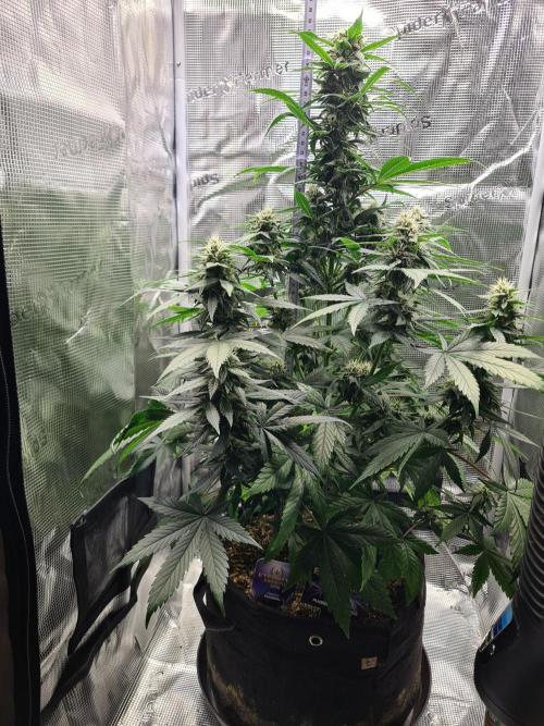 sticky Broccoli Auto Eternity Grow 2026. Week 8
