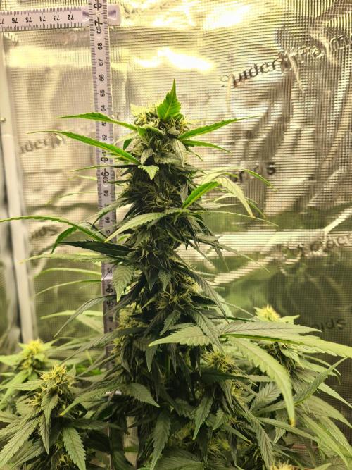 sticky Broccoli Auto Eternity Grow 2026. Week 8