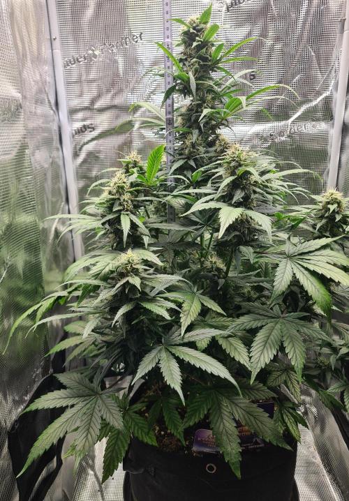 sticky Broccoli Auto Eternity Grow 2026. Week 9