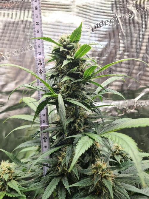 sticky Broccoli Auto Eternity Grow 2026. Week 9 - Having the Lamp near the lam seems to flatten the Maincola.