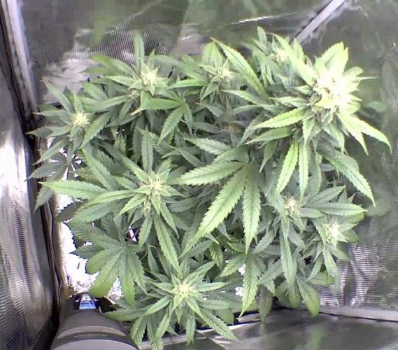 sticky Broccoli Auto Eternity Grow 2026. Week 9