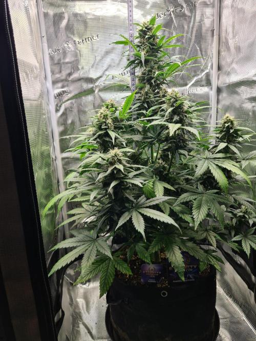 sticky Broccoli Auto Eternity Grow 2026. Week 9