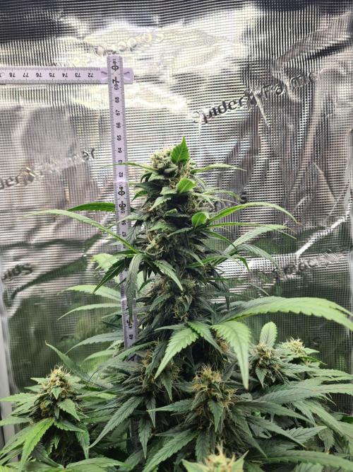 sticky Broccoli Auto Eternity Grow 2026. Week 9