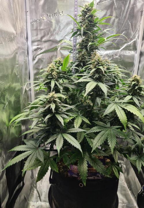 sticky Broccoli Auto Eternity Grow 2026. Week 9