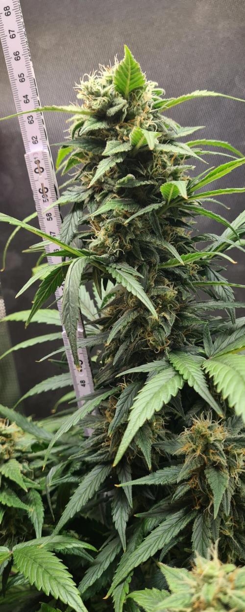 sticky Broccoli Auto Eternity Grow 2026. Week 9