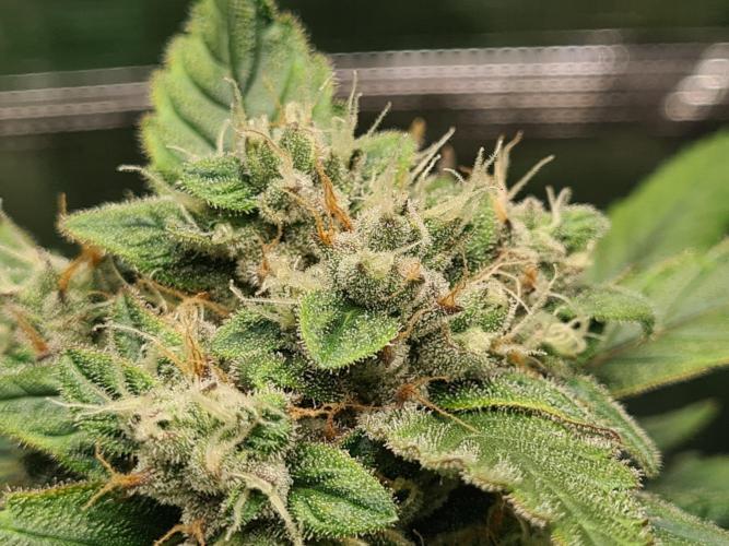 sticky Broccoli Auto Eternity Grow 2026. Week 9