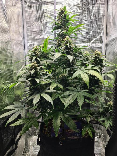 sticky Broccoli Auto Eternity Grow 2026. Week 10