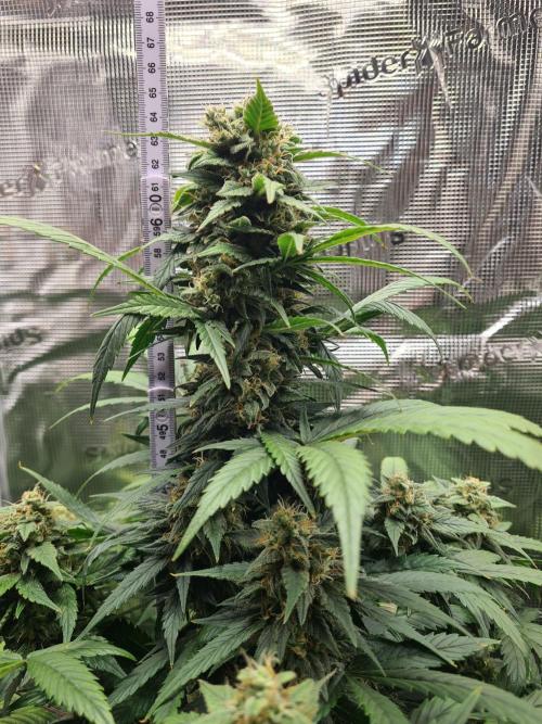 sticky Broccoli Auto Eternity Grow 2026. Week 10