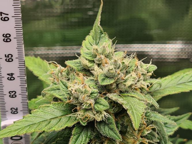 sticky Broccoli Auto Eternity Grow 2026. Week 10