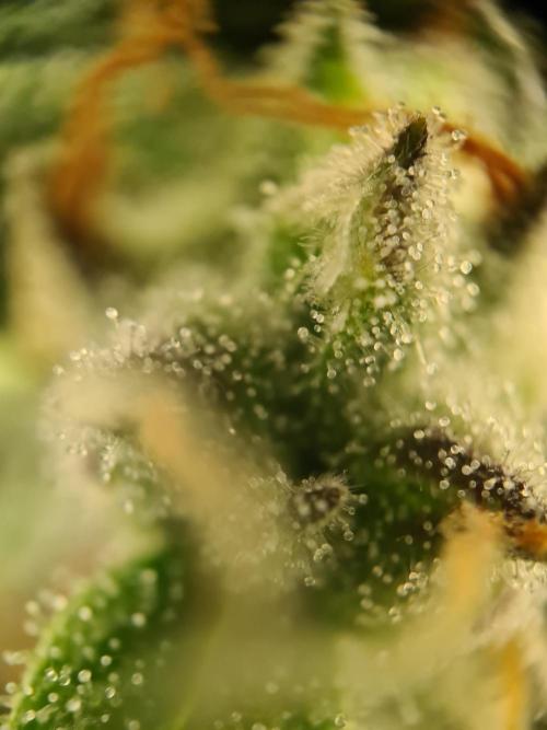 sticky Broccoli Auto Eternity Grow 2026. Week 10