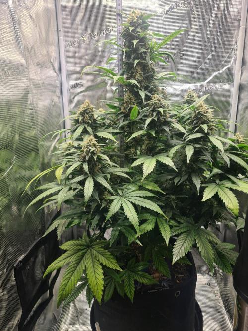 sticky Broccoli Auto Eternity Grow 2026. Week 10