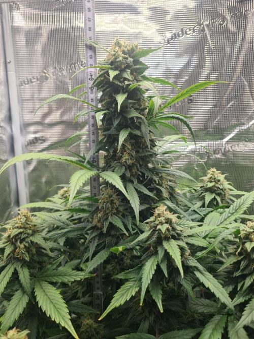 sticky Broccoli Auto Eternity Grow 2026. Week 10