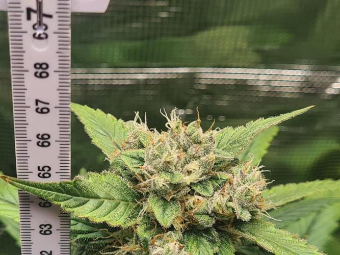 sticky Broccoli Auto Eternity Grow 2026. Week 10