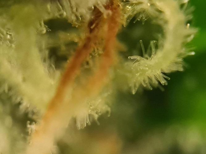 sticky Broccoli Auto Eternity Grow 2026. Week 10