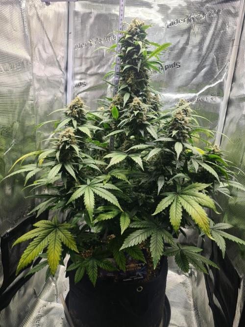 sticky Broccoli Auto Eternity Grow 2026. Week 10