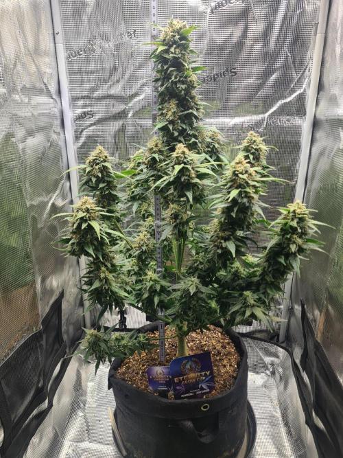 sticky Broccoli Auto Eternity Grow 2026. Week 10