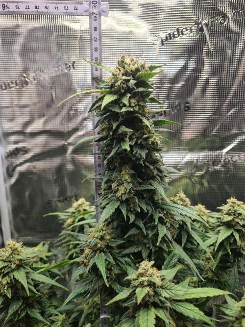 sticky Broccoli Auto Eternity Grow 2026. Week 10