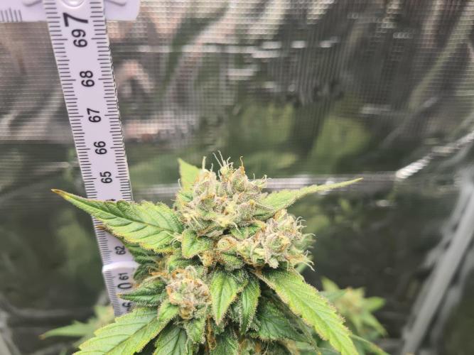 Sticky Broccoli Automatic. Week 10