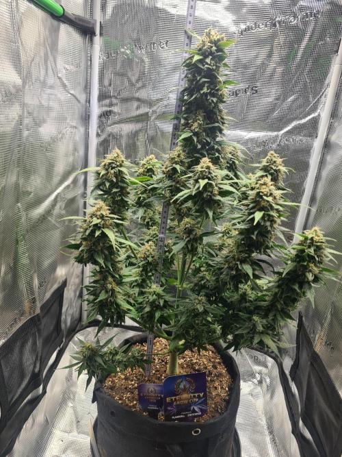 sticky Broccoli Auto Eternity Grow 2026. Week 11 - Gave her 48h of low light after the Trimming.