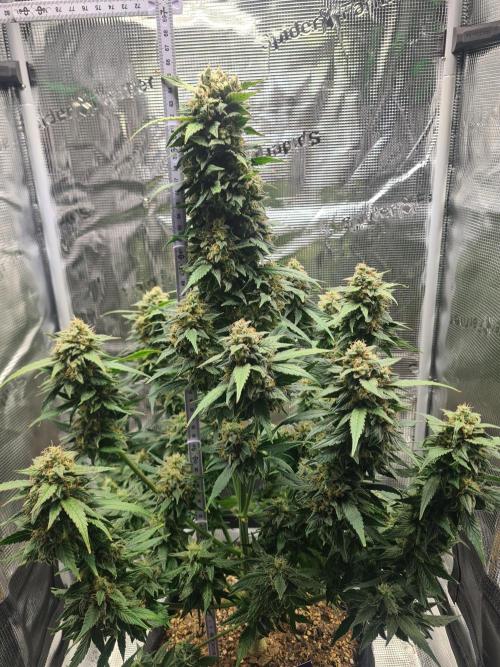 sticky Broccoli Auto Eternity Grow 2026. Week 11 - She started to smell realy good and matured quite a bit.