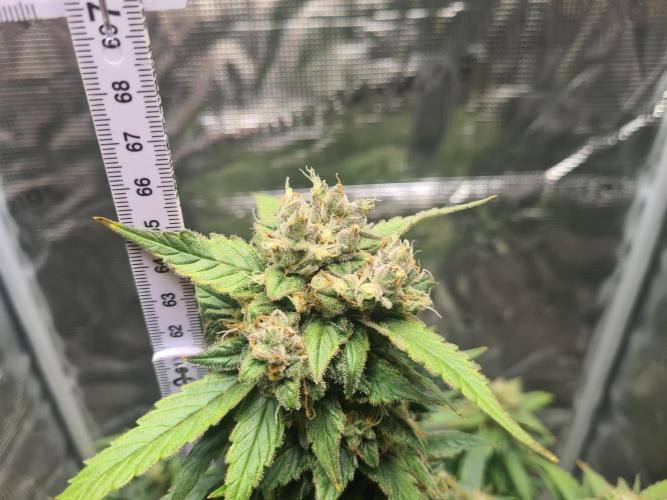 sticky Broccoli Auto Eternity Grow 2026. Week 11 - Put the Light a bit too low, looks still good!