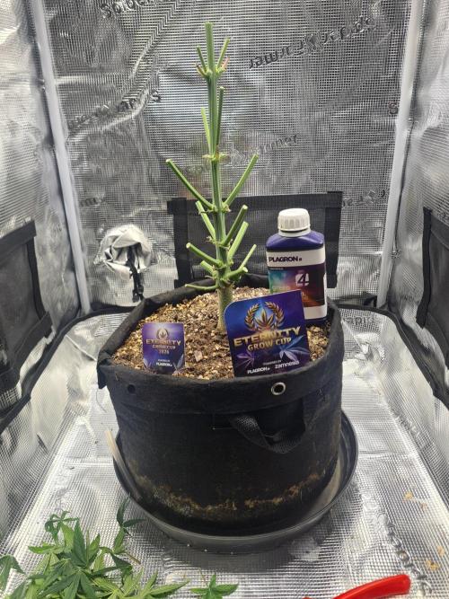 sticky Broccoli Auto Eternity Grow 2026. Week 11