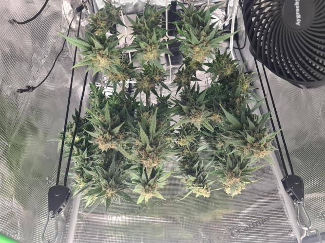 sticky Broccoli Auto Eternity Grow 2026. Week 11