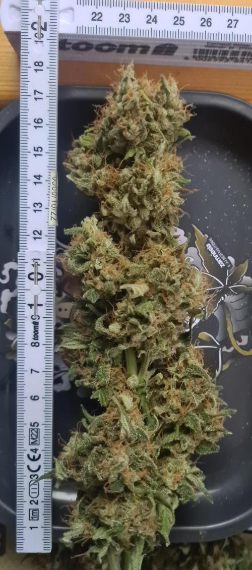 sticky Broccoli Auto Eternity Grow 2026. Week 11 - Maincola trimmed, 13.38g
