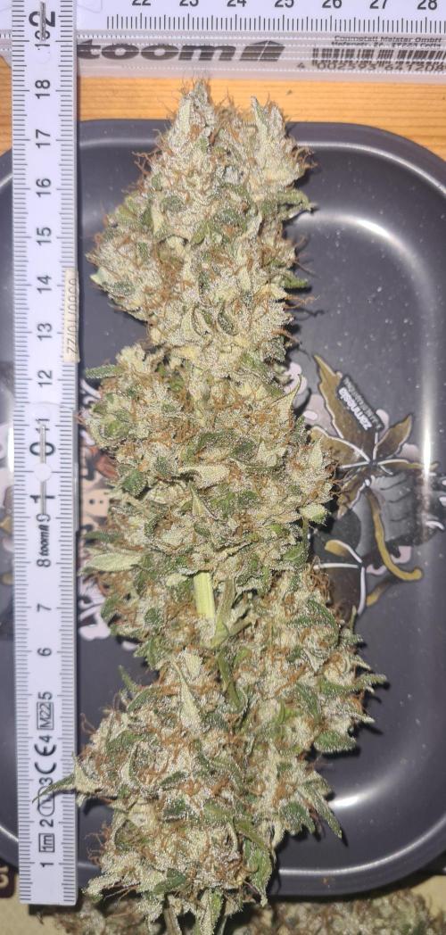 Sticky Broccoli Automatic. Week 11
