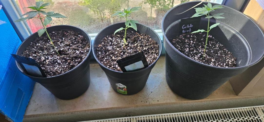 Growjourney in Livingsoil. Week 0