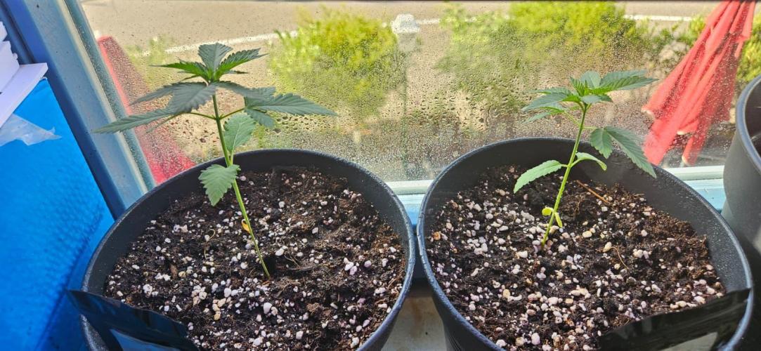 Growjourney in Livingsoil. Week 0