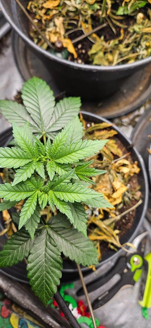 Growjourney in Livingsoil. Week 3