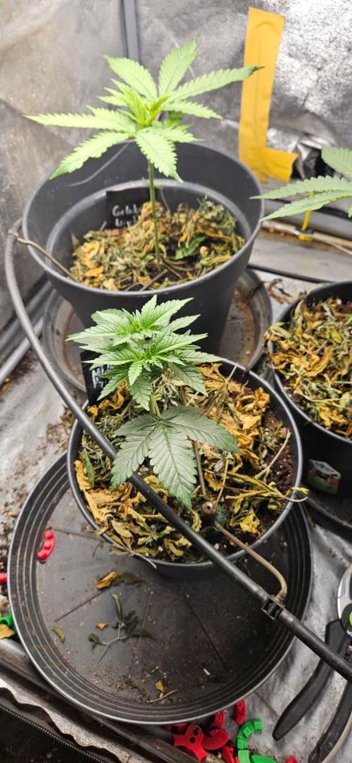 Growjourney in Livingsoil. Week 3