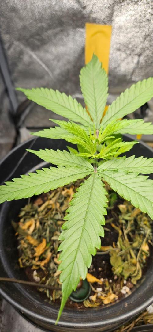 Growjourney in Livingsoil. Week 3