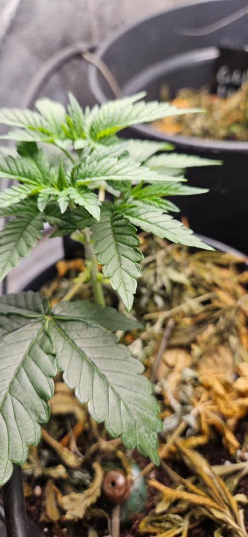 Growjourney in Livingsoil. Week 3