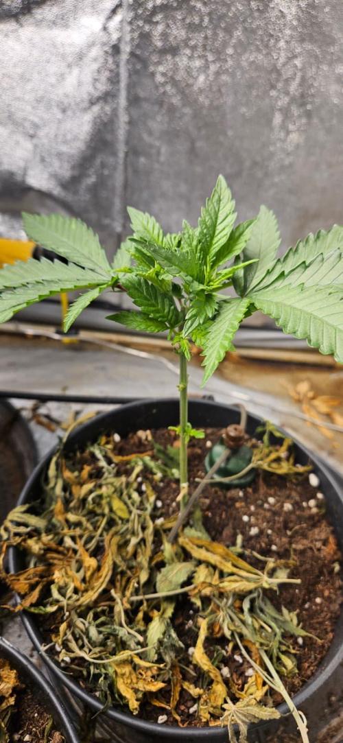 Growjourney in Livingsoil. Week 3