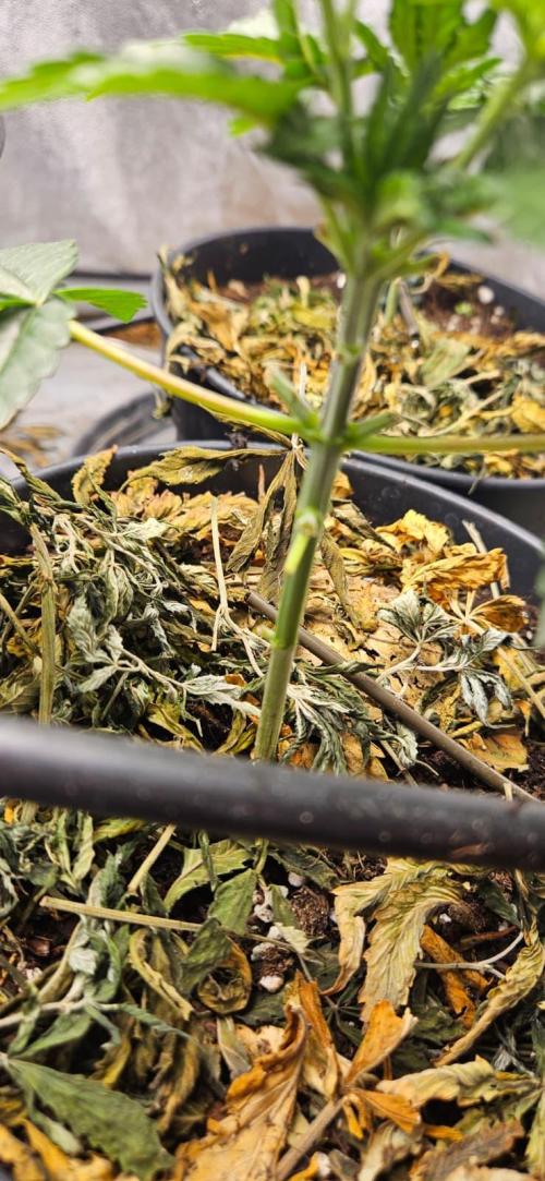 Growjourney in Livingsoil. Week 3