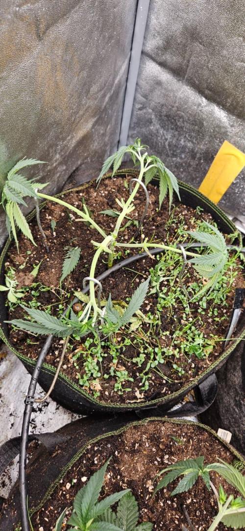 Growjourney in Livingsoil. Week 4